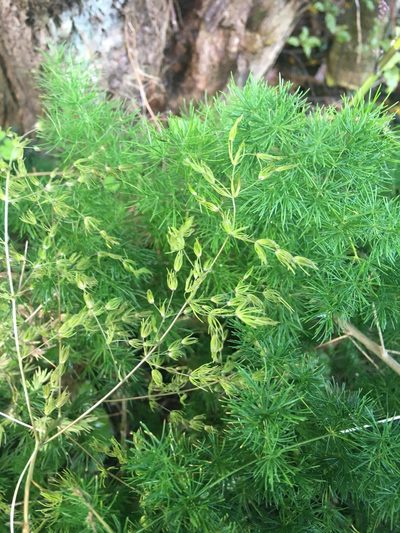 Asparagus umbellatus, photographed by Jenny Christianson