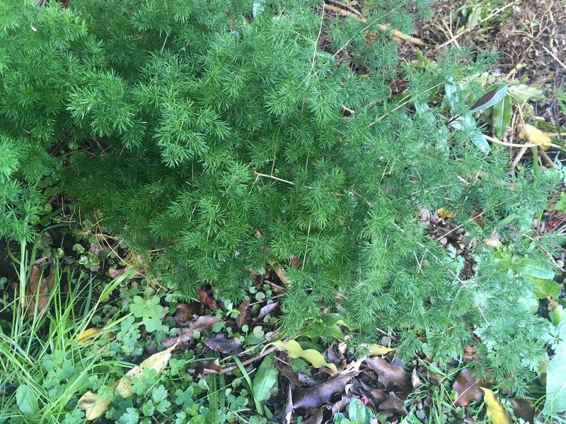 Asparagus umbellatus, photographed by Jenny Christianson