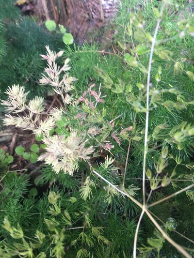 Asparagus umbellatus, photographed by Jenny Christianson