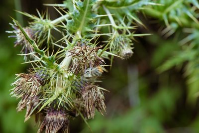 Cirsium arisanense, photographed by Cheng-Tao Lin
