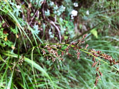 Carex filicina, photographed by Cheng-Tao Lin