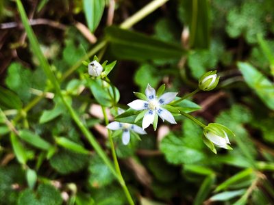 Swertia macrosperma, photographed by Cheng-Tao Lin