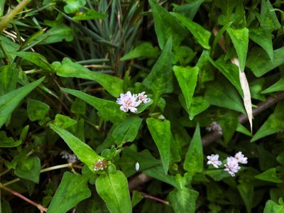 Polygonum runcinatum, photographed by Cheng-Tao Lin