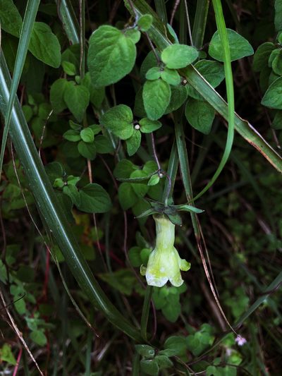 Codonopsis kawakamii, photographed by Cheng-Tao Lin