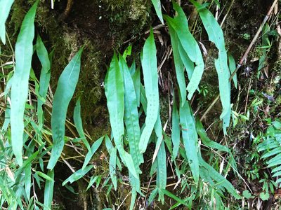 Lepisorus morrisonensis, photographed by Cheng-Tao Lin