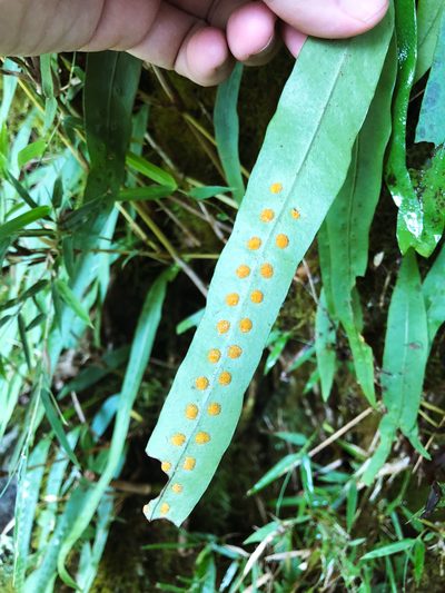 Lepisorus morrisonensis, photographed by Cheng-Tao Lin