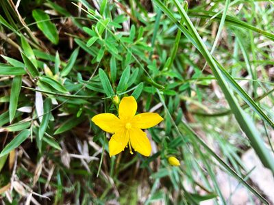 Hypericum nagasawae, photographed by Cheng-Tao Lin