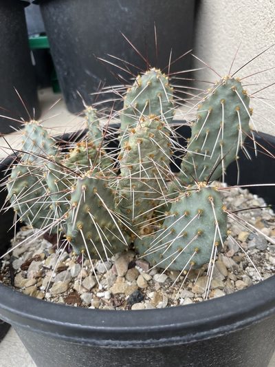 Opuntia pinkavae, photographed by Grant Chovil