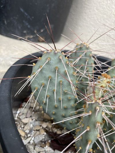 Opuntia pinkavae, photographed by Grant Chovil
