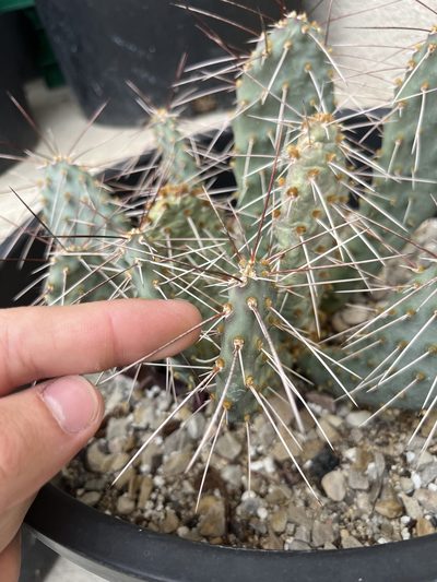Opuntia pinkavae, photographed by Grant Chovil