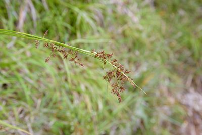 Carex filicina, photographed by Cheng-Tao Lin
