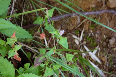 Polygonum runcinatum, photographed by Cheng-Tao Lin