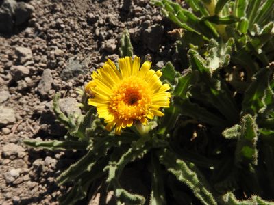 Hulsea algida, photographed by desertnaturalist