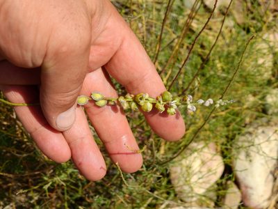 Monnina dictyocarpa, photographed by Guillermo Debandi