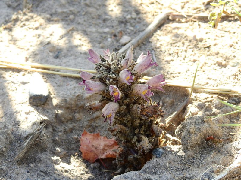 Orobanche chilensis, photographed by Guillermo Debandi