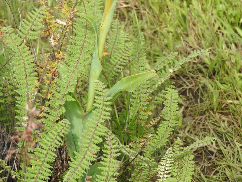 Dichromanthus aurantiacus, photographed by Oscar Alejandro Morales Juárez