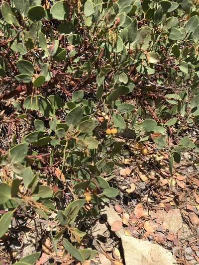 Arctostaphylos parryana, photographed by Jesse Rorabaugh