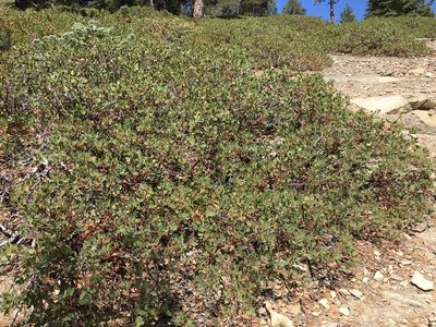 Arctostaphylos parryana, photographed by Jesse Rorabaugh