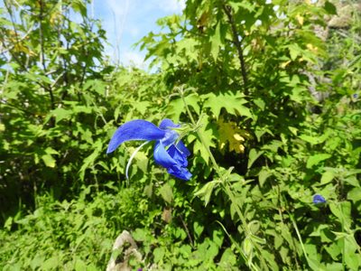 Salvia patens, photographed by Oscar Alejandro Morales Juárez