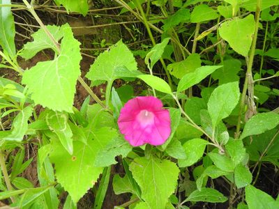 Ipomoea orizabensis, photographed by Oscar Alejandro Morales Juárez