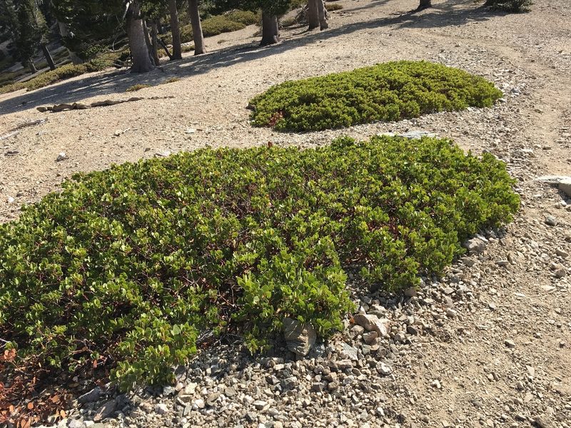 Arctostaphylos parryana, photographed by Jesse Rorabaugh