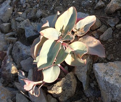 Cycladenia humilis, photographed by Jesse Rorabaugh