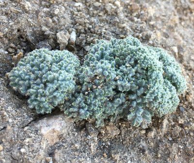 Oreonana vestita, photographed by Jesse Rorabaugh