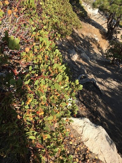 Arctostaphylos parryana, photographed by Jesse Rorabaugh