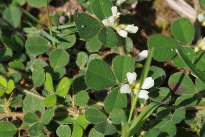 Lespedeza pilosa, photographed by harum.koh