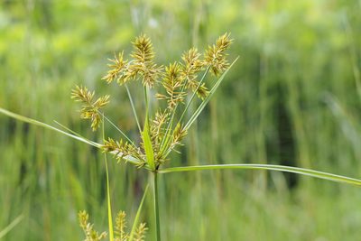 Cyperus microiria, photographed by harum.koh