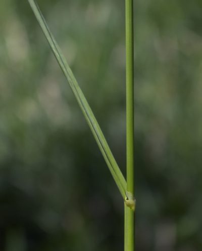 Glyceria grandis, photographed by aarongunnar