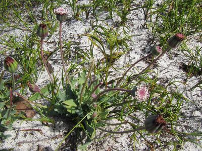 Othonna digitata, photographed by douglaseustonbrown