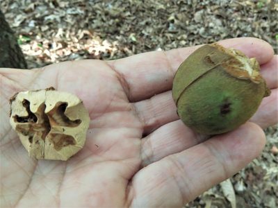 Carya texana, photographed by Annika Lindqvist