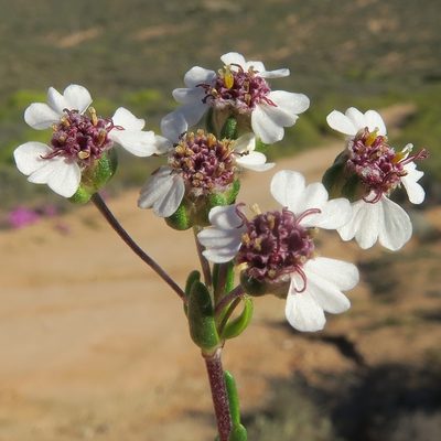 Eriocephalus pedicellaris, photographed by Kevin Murray