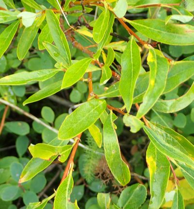 Salix pulchra, photographed by Connie Taylor