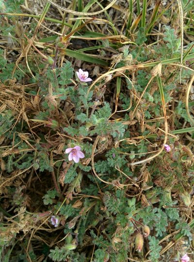 Erodium lebelii, photographed by Julien Renoult