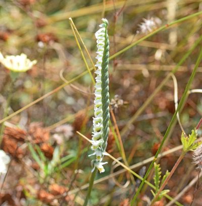 Spiranthes spiralis, photographed by Kostas Zontanos