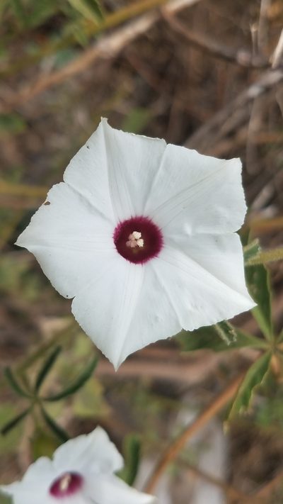 Distimake lobulibracteatus, photographed by Alan Rockefeller