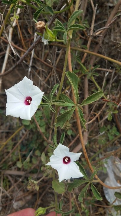 Distimake lobulibracteatus, photographed by Alan Rockefeller