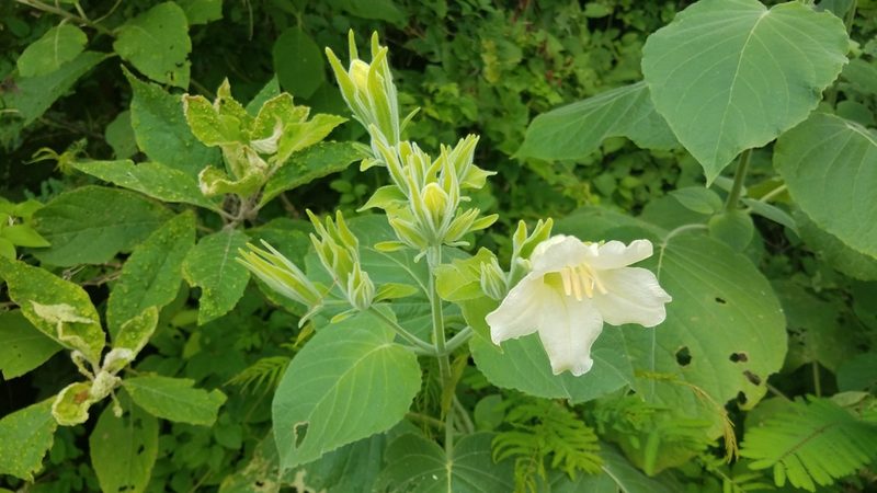 Ruellia conzattii, photographed by Alan Rockefeller