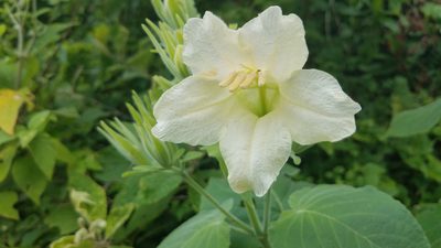 Ruellia conzattii, photographed by Alan Rockefeller
