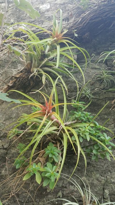 Tillandsia capitata, photographed by Alan Rockefeller