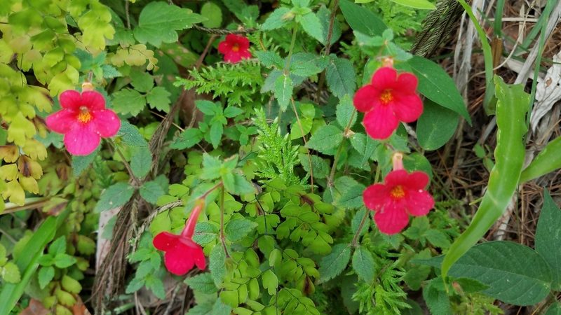 Achimenes erecta, photographed by Alan Rockefeller