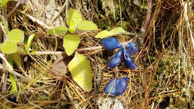 Coccocypselum hirsutum, photographed by Alan Rockefeller