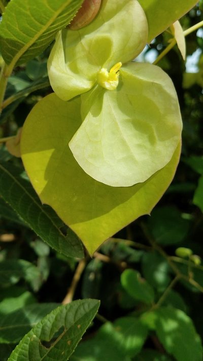 Passiflora hahnii, photographed by Alan Rockefeller