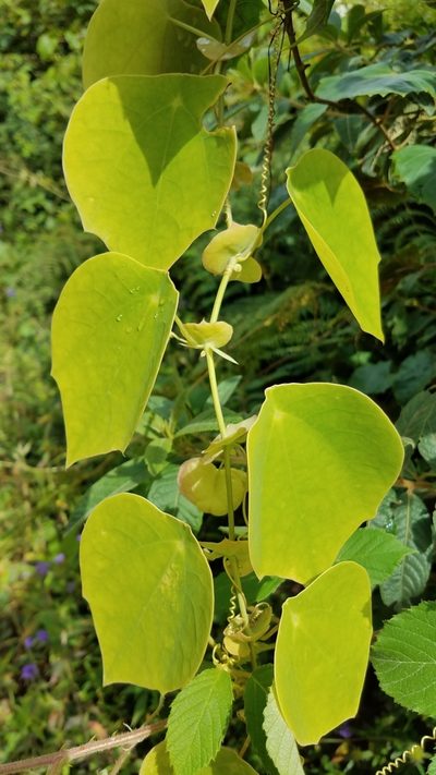 Passiflora hahnii, photographed by Alan Rockefeller