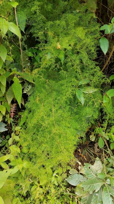 Odontosoria schlechtendalii, photographed by Alan Rockefeller