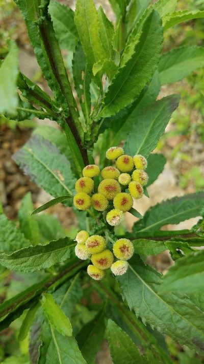 Epaltes mexicana, photographed by Alan Rockefeller