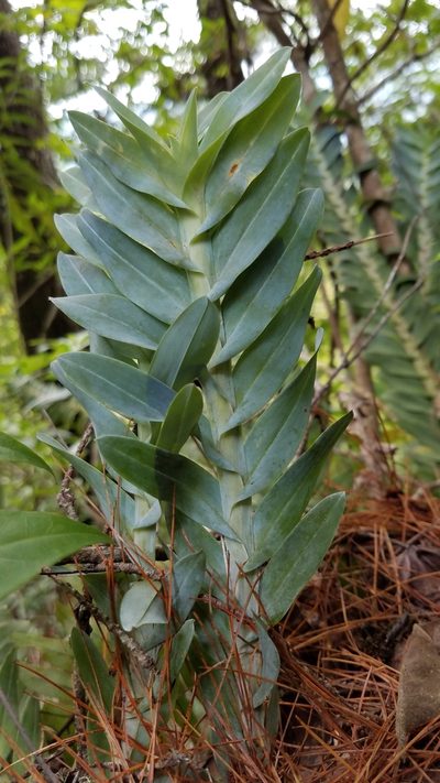 Dichaea glauca, photographed by Alan Rockefeller