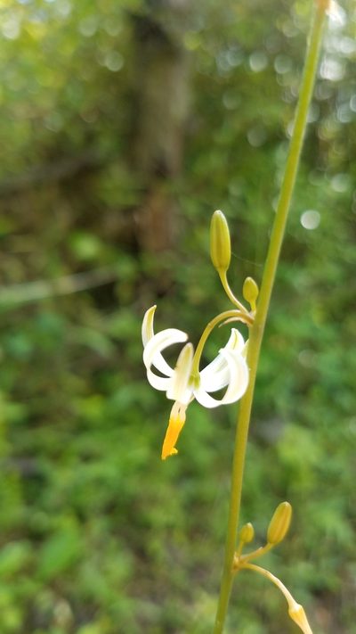 Echeandia parviflora, photographed by Alan Rockefeller